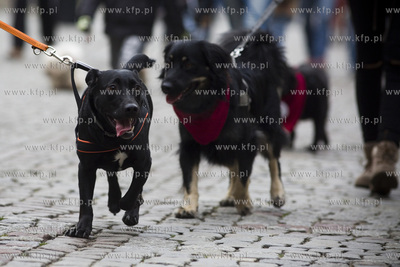 Spacer podopiecznych gdańskiego schroniska Promyk...
