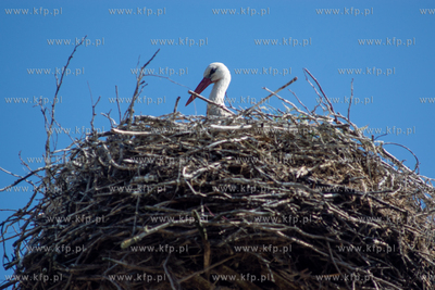 Bocian w gnieździe. 25.06.2022 fot. Paweł Marcinko...