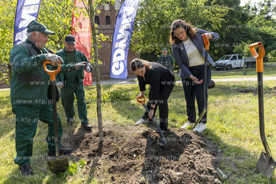 Na skwerze Daszyńskiego w Gdańsku posadzono dwa ambrowce...