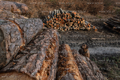 Trójmiejski Park Krajobrazowy. Lasy Oliwskie. Nz....