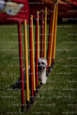 Sopot. Hipodrom. XX Miedzynarodowa Wystawa Psow Rasowych.
Nz...