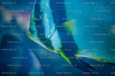 Akwarium Gdynskie Morskiego Instytutu Rybackiego -...