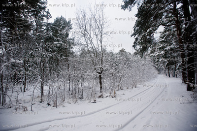 Ggansk. Gorki Zachodnie. Osniezony zimowy krajobraz...