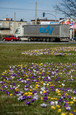 Gdynia. Chylonia. Kolorowe krokusy, ktore zakwitly...
