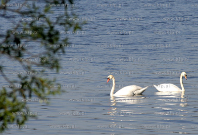 Labedzie na jeziorze Golun 10.05.2006
Fot. Andrzej...