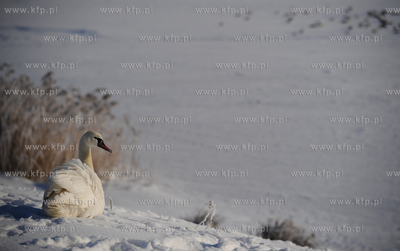 Gdansk Zakoniczyn. Zimowy krajobraz pelen sniegu, w...