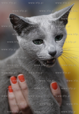 Sopot. Miedzynarodowa wystawa kotow. 08.08.2010 fot....