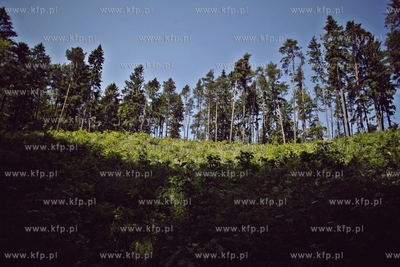 Trojmiejski Park Krajoobrazowy.
15.06.2012
fot. Krzysztof...