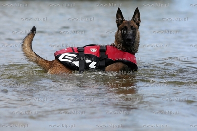 Gdańsk Brzeźno. Puchar Polski Psów Ratowniczych.
14.06.2015
fot....
