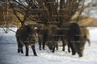 Park Ronalda Reagana.
20.01.2016
fot. Krzysztof Mystkowski...