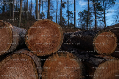 Trójmiejski Park Krajobrazowy. Lasy Oliwskie. Nz....