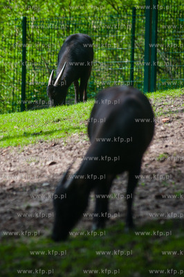Gdansk. Oliwskie zoo.
Nz Anoa
14.05.2013
fot. Mateusz...