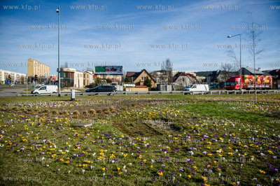 Gdynia. Chylonia. Kolorowe krokusy, ktore zakwitly...
