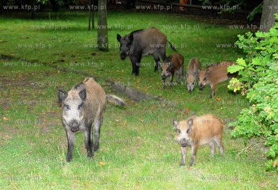 Dziki pojawily sie przy karczmie Harnas w okolicach...