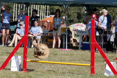 Sopocka Wystawa Psow Rasowych. W trakcie wystawy odbywaly...