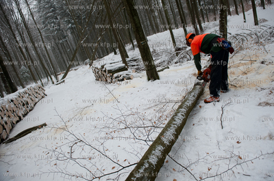 Powiat Bytowski. Lasy panstwowe. Wycinka drzew.
19.01.2010
fot....