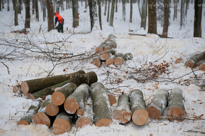 Powiat Bytowski. Lasy panstwowe. Wycinka drzew.
19.01.2010
fot....