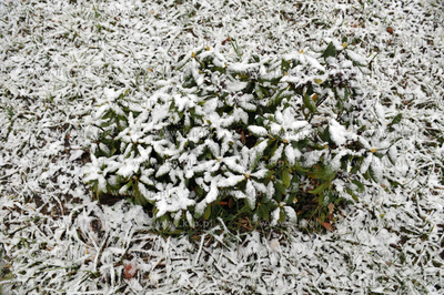 Pierwszy snieg tej jesieni, ale jeszcze nie kalendarzowej...