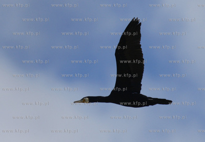 Rezerwat ornitologiczny w Katach Rybackich. Nz Kormorany....