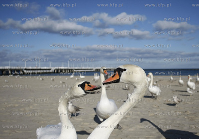 Sopot. Plaza. Labedzie.
03.03.2010
fot. Krzysztof...