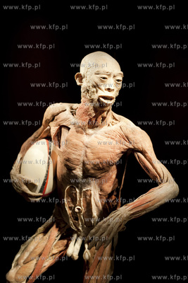 Wystawa o ciele ludzkim Human Body.
30.04.2013
fot....