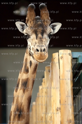 W gdanskim zoo  ustanawiany jest rekord Guinnessa....