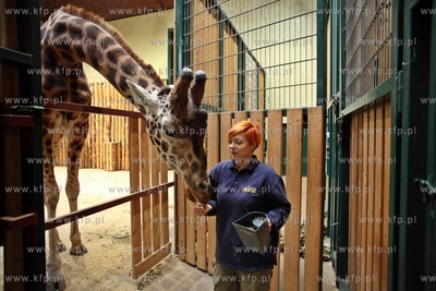 W gdanskim zoo  ustanawiany jest rekord Guinnessa....