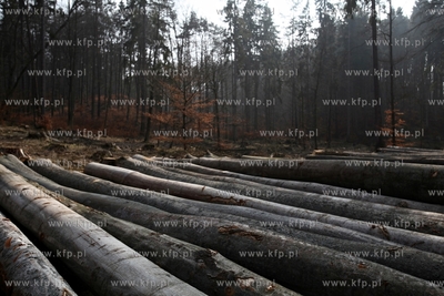 Gigantyczny wyrąb drzew w Trójmiejskim Parku Krajoobrazowym.
25.03.2015
fot....