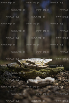 Trójmiejski Park Krajoobrazowy. Grzyb.
15.04.2019
fot....