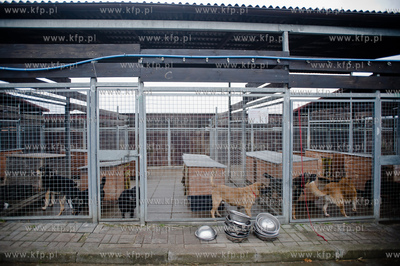 Gdansk. Schronisko dla bezdomych zwierzat Promyk. Akcja...