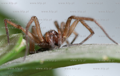 Pajak.
29.11.2006
fot. Andrzej J. Gojke / KFP