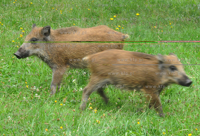Dziki pojawily sie przy karczmie Harnas w okolicach...