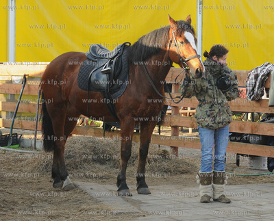 Reda k/Wejherowa. Stadnina Koni Pegaz po pozarze, w...