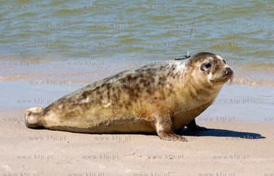Czolpino

Pracownicy Fokarium z Helu wypuscili na...