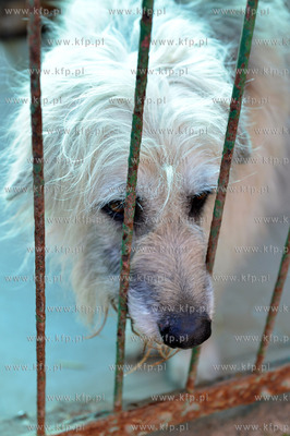 Gdynia. Ogolnopolskie Towarzystwo Ochrony Zwierzat...
