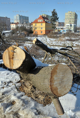 Wycinka drzew pod budowe nowej Trasy Slowackiego. Nz....