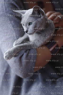 Sopot. Miedzynarodowa wystawa kotow. 08.08.2010 fot....