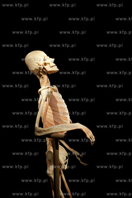 Wystawa o ciele ludzkim Human Body.
30.04.2013
fot....