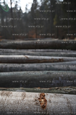 Gigantyczny wyrąb drzew w Trójmiejskim Parku Krajoobrazowym.
25.03.2015
fot....