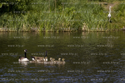Gęsia rodzina robi furorę w gdańskim Parku Reagana.26.05.2015fot....
