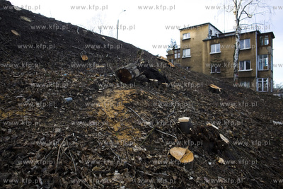 Wycinka drzew na skarpie przy ul. Sienkiewicza w Gdyni....