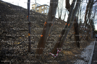 Wycinka drzew na skarpie przy ul. Sienkiewicza w Gdyni....