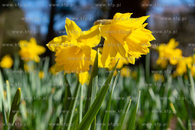 Wiosna w Parku Oliwskim. 9.04.2022 / fot. Anna Rezulak...