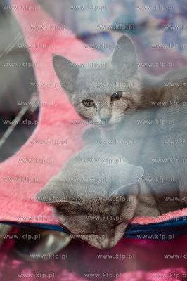 Gdansk. Galeria Baltycka. Obchody swiatowego dnia kota....