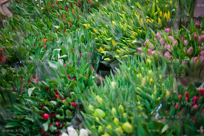 Gdansk. Giełda kwiatowa Dick Inter.
08.03.2013
fot....