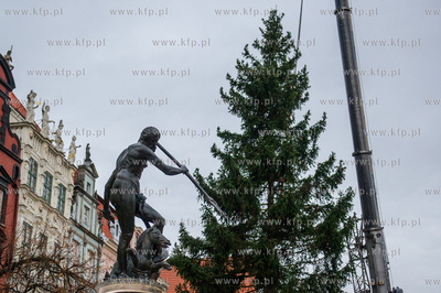 Gdansk. Dlugi Targ. Operacja stawiania swiatecznej...