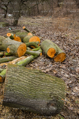 Gdańsk. Wycięte drzewa na jednej z działek przy...