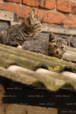 Puck. Dwa kotki spiace na dachu 25.8.2006 fot. Wojciech...