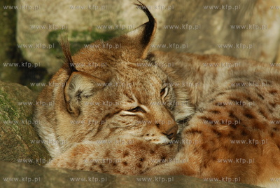 ZOO w Gdansku. n/z spiacy rys  07.12.2006 fot. Wojciech...