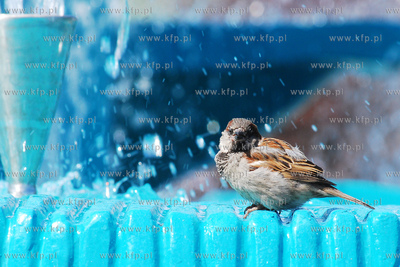 Wrobel pijacy wode z fontanny na Skwerze Kosciuszki...